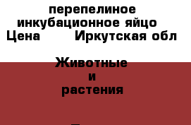 перепелиное инкубационное яйцо › Цена ­ 8 - Иркутская обл. Животные и растения » Птицы   